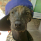 Allqu descubriendo su version rapper